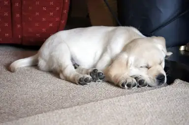 A white Golden Retriever lies resting on a beige carpet with its paws extended forward, appearing relaxed and content in an indoor setting with red furniture visible in the backgro