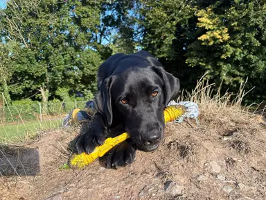 A black Labrador lies on the ground, chewing a yellow toy rope in a grassy area with trees in the background on a sunny day.