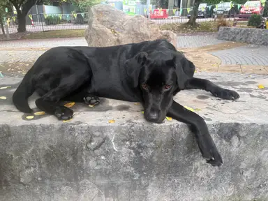 A black dog with expressive eyes is lying on a large stone slab in a park-like area, surrounded by fallen yellow leaves.