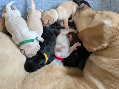 E Litter