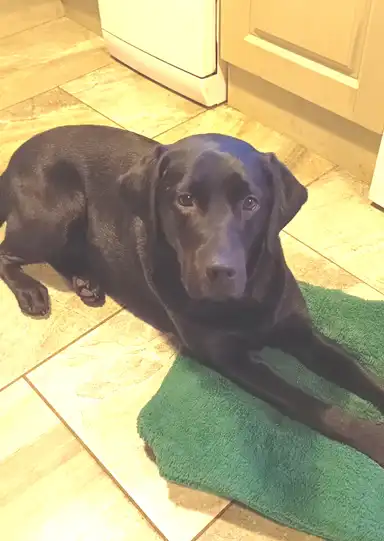 Lulu