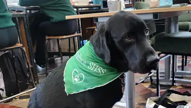 Wallace wearing a green bandana with "Wallace SHSS" sits beside tables and chairs in a classroom setting.