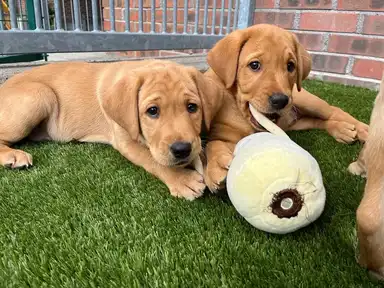 Two golden Labrador Retrievers relax on artificial grass in a patio area, with one dog playfully interacting with a white cone toy.