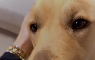 Close-up of Gully's face with a hand gently holding its head, focusing on the dog's eyes.