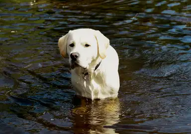 A white Labrador dog standing in a shallow body of water, looking forward on a sunny day.