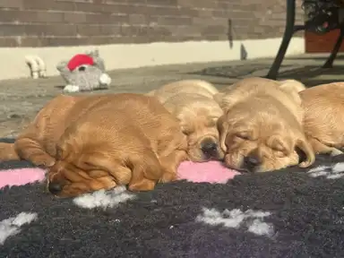 Two golden retriever puppies nap peacefully on a dark mat with pink and white paw print patterns in an outdoor courtyard, with toys visible in the background.