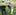 Two Labrador Retrievers, one black and one cream-colored, play together on a sunny lawn with a pink spiky toy in the cream dog's mouth, with a house and garden visible in the backg