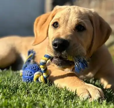 A yellow Labrador Retriever lying on grass while holding a blue and yellow braided rope toy in its mouth.
