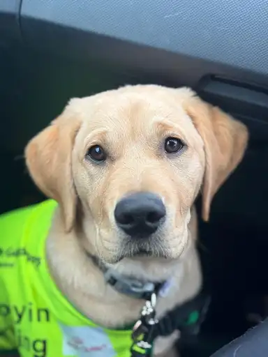 A light-colored Labrador Retriever wearing a bright neon yellow service vest and black collar sits in a car, looking directly at the camera with a calm, focused expression.