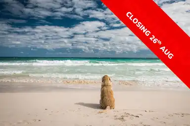 A dog sits on a sandy beach looking at the ocean waves under a cloudy sky. A red banner reads, "Last Chance, Closing 26th Aug."