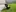 A black Labrador Retriever wearing a bright yellow-green service dog vest stands on grass in a residential backyard.