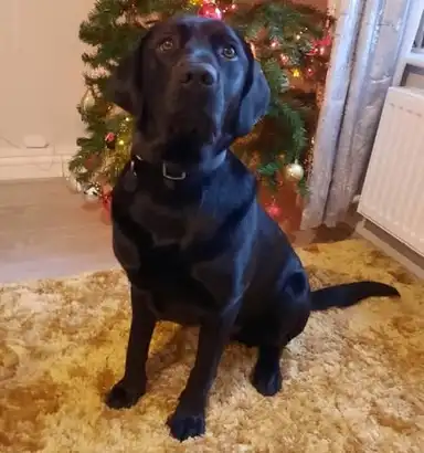 Black Labrador Winter sitting on a yellow rug in front of a decorated Christmas tree with red and white ornaments.