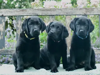 Three black Labrador puppies sit side by side on a wooden bench with a floral background.