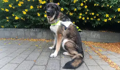 A service dog wearing a yellow and white vest sits on a paved path in front of a flowering shrub with bright yellow blooms, with autumn leaves scattered on the ground.