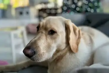A light-colored Labrador Retriever rests on a gray cushion indoors, with a blurred home interior and decorations visible in the background.