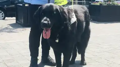 Large black dog with a lanyard standing on a sidewalk next to a person in dark pants and shoes. The dog has its tongue out.