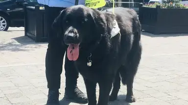 Large black dog with a lanyard standing on a sidewalk next to a person in dark pants and shoes. The dog has its tongue out.
