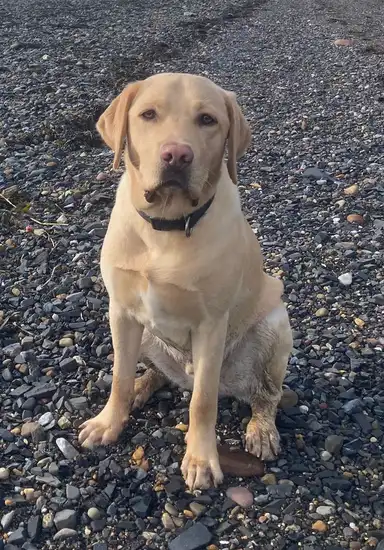 Otto
