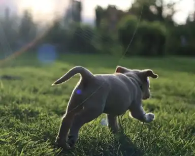 A playful puppy runs on a grassy field under the sunlight, its tail up and ears flapping.