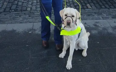 Guide Dog Buddy in a yellow harness sits beside a person in jeans and brown boots on a cobblestone and concrete street.