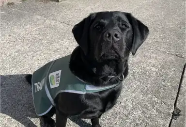 Black Labrador in training, wearing a green vest labeled "Irish Guide Dogs," sits on a sunlit concrete surface.
