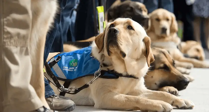 A service dog wearing a blue harness lies attentively on the ground while surrounded by their handler and other people.