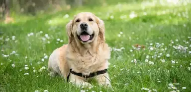 A golden-colored dog lying on grass dotted with white flowers, wearing a black collar and smiling at the camera.