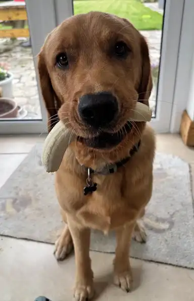 Moose