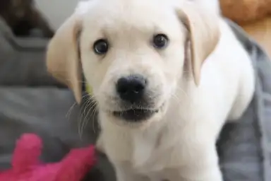 Adorable labrador puppy with light fur and big eyes, standing indoors near pink and gray toys, looking towards the camera.