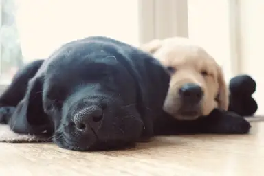 Two sleeping puppies, a black and a yellow one, resting on a wooden floor in soft light.