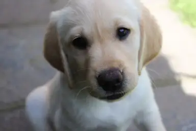 Close-up of a light-colored Labrador puppy Dory with soulful eyes and floppy ears, sitting on a stone surface in soft sunlight.