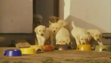 Labrador puppies eagerly running outside towards colorful food bowls on the ground, with sunlight casting shadows.