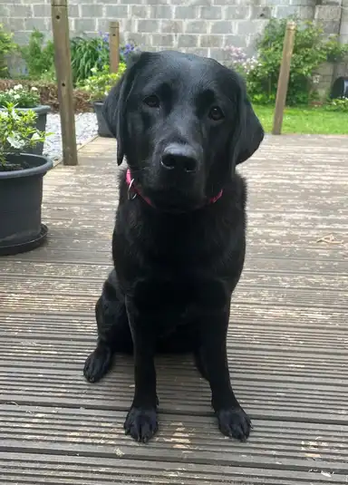 Orla