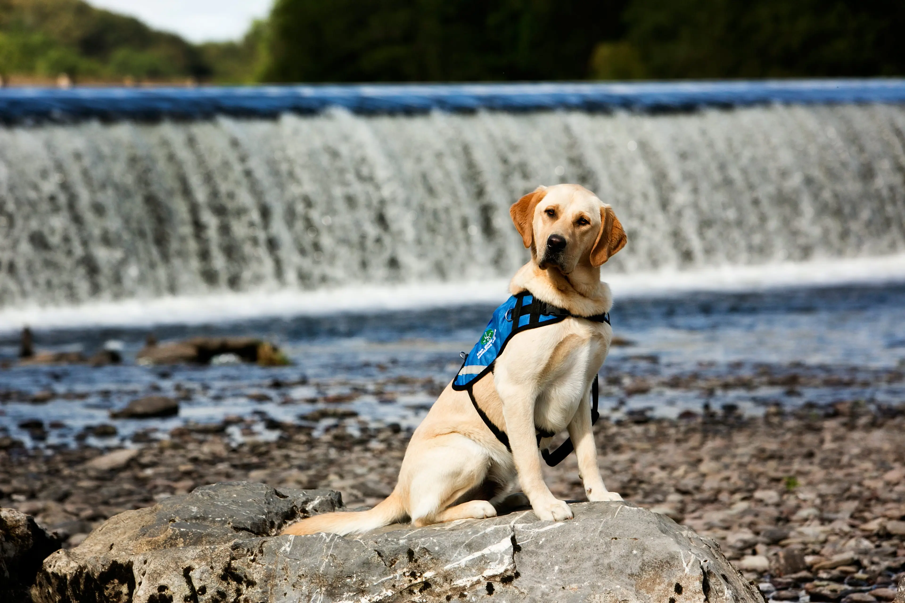 A Labrador wearing a blue harness sits on a rock by a flowing waterfall, surrounded by pebbles and greenery in the background.