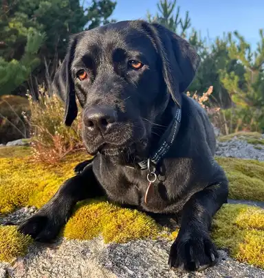 Oti