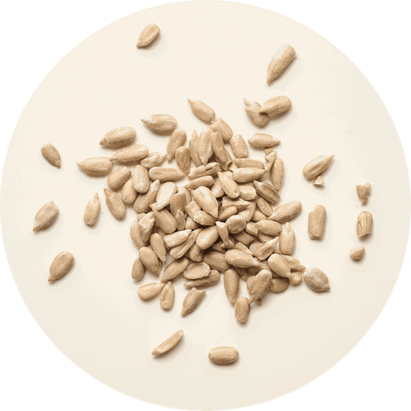 Sprouted sunflower seeds