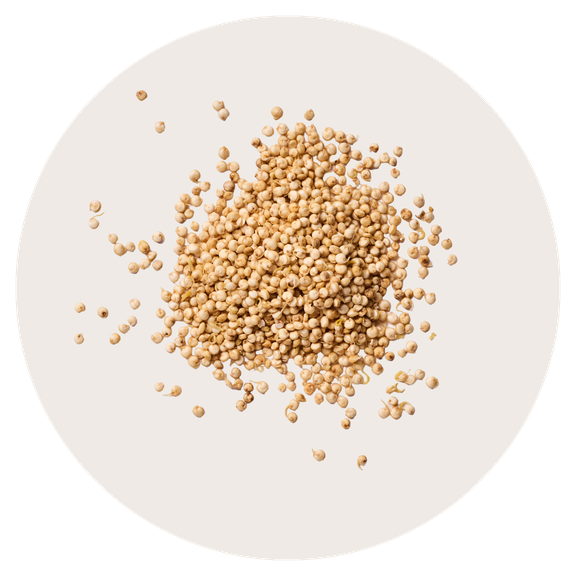 Sprouted quinoa