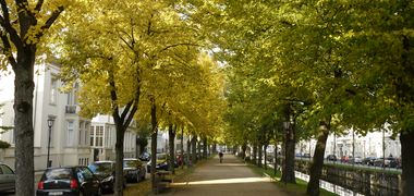 Ein Mensch fährt auf dem Fahrrad durch eine Allee von Bäumen mitten in der Stadt.