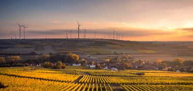 Windräder in der Ferne auf Hügeln, im Vordergrund vom Abendlicht leuchtend angestrahlte Weinberge