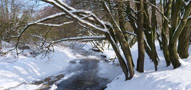 Ein gefrorener Bach, daneben schneebedeckte Bäume, die Sonne scheint.