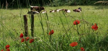 Kühe auf einer grünen Weide, im Vordergrund rote Mohnblumen.