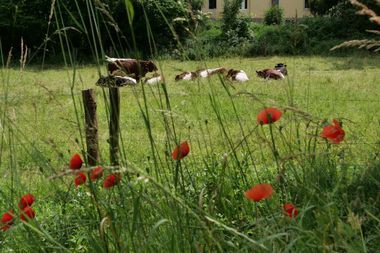 Kühe auf einer grünen Weide, im Vordergrund rote Mohnblumen.