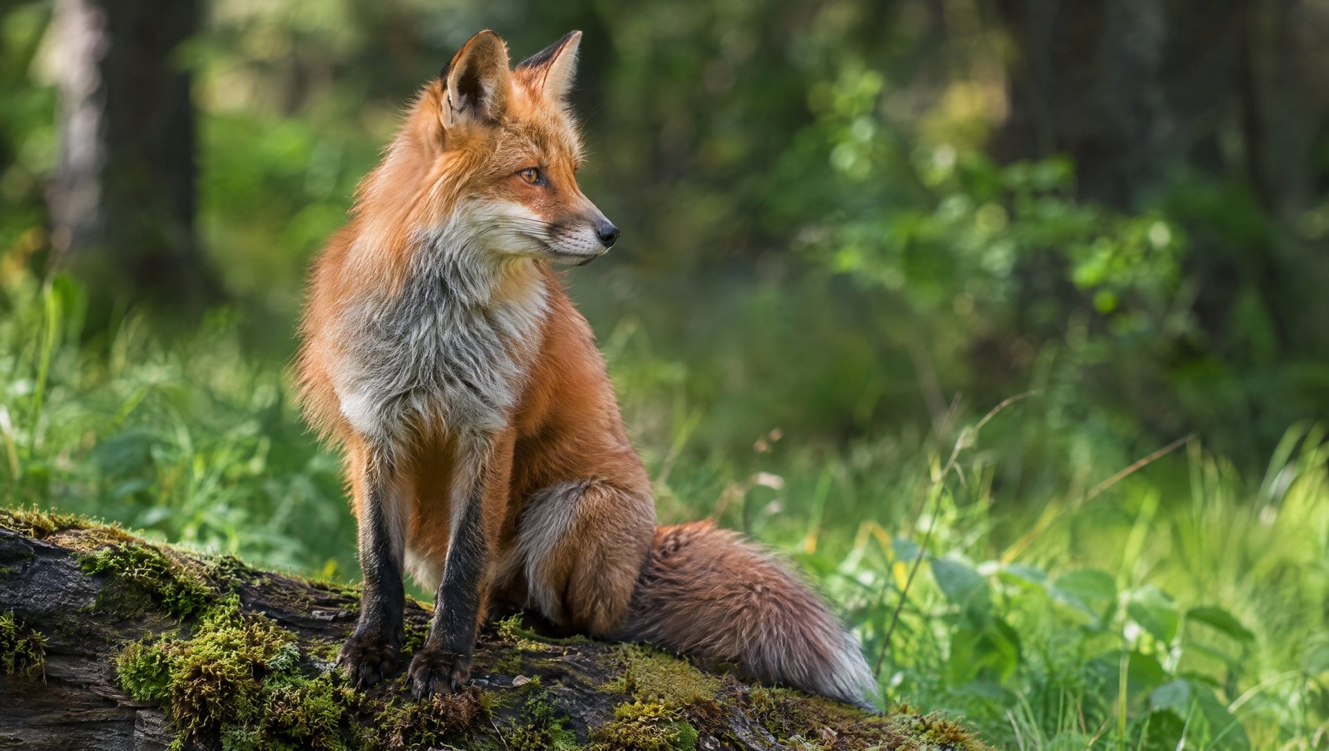 Style, Pose, and Place Any Animal before
