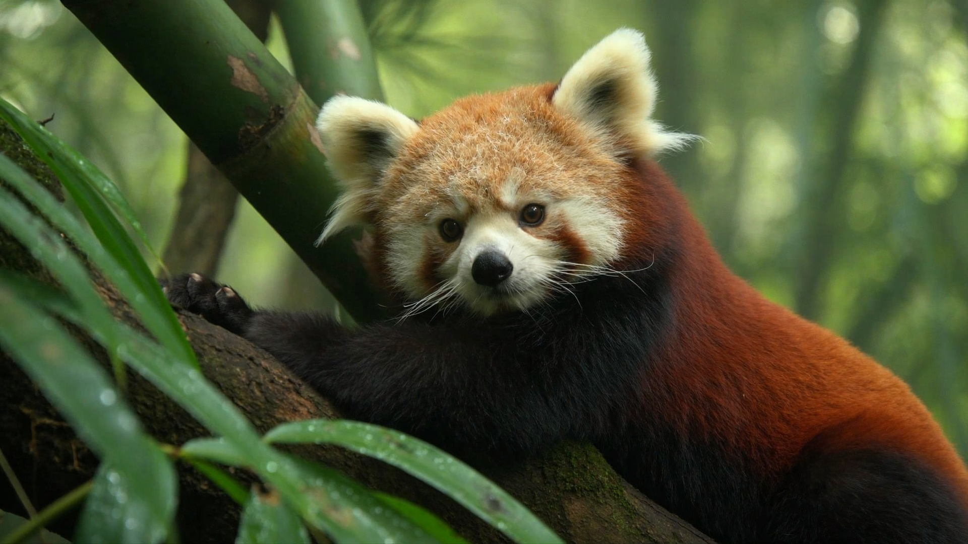 Generate Any Animal from a Prompt