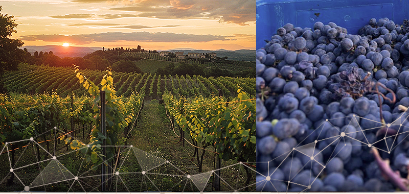 Vinícola Guaspari case study