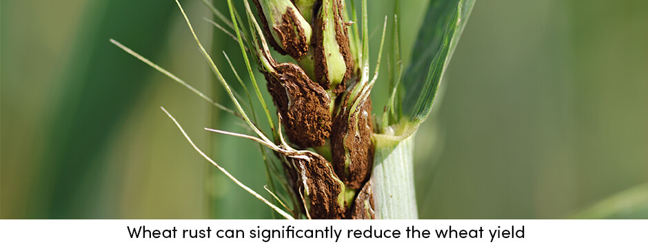 how-can-regular-crop-maintenance-provide-stable-yields6