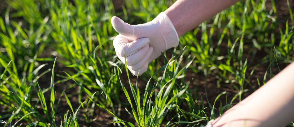Farmer agronomist checking crops quality in the field