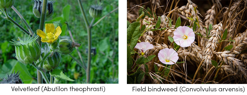 Velvetleaft and Bindweed