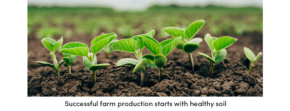 Image of plant seedlings growing from healthy soil
