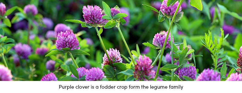 Purple clover Fodder Crop